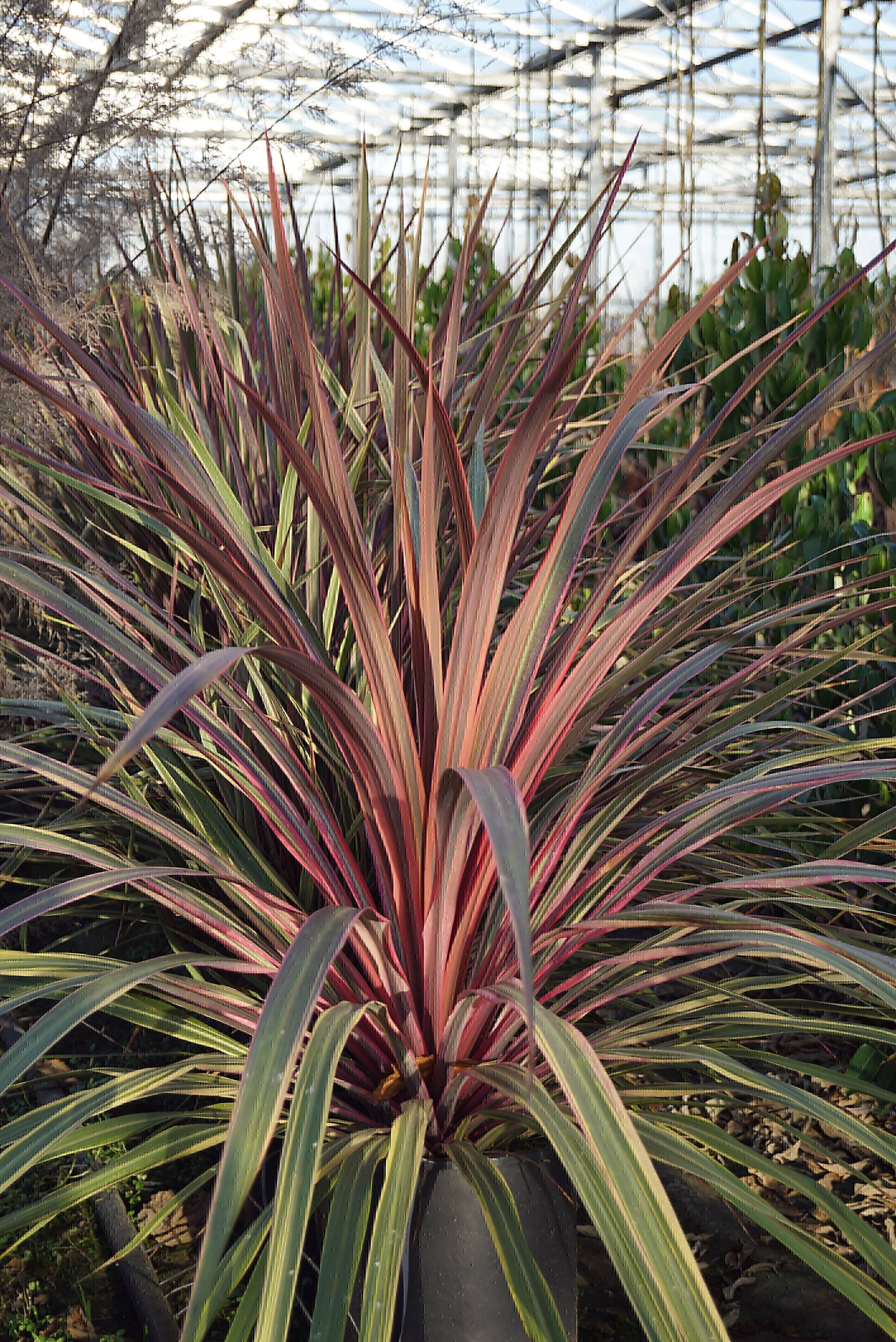 Cordyline 'Can Can' (3)